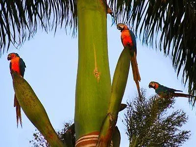 Bougainville Thermas Hotel Caldas Novas